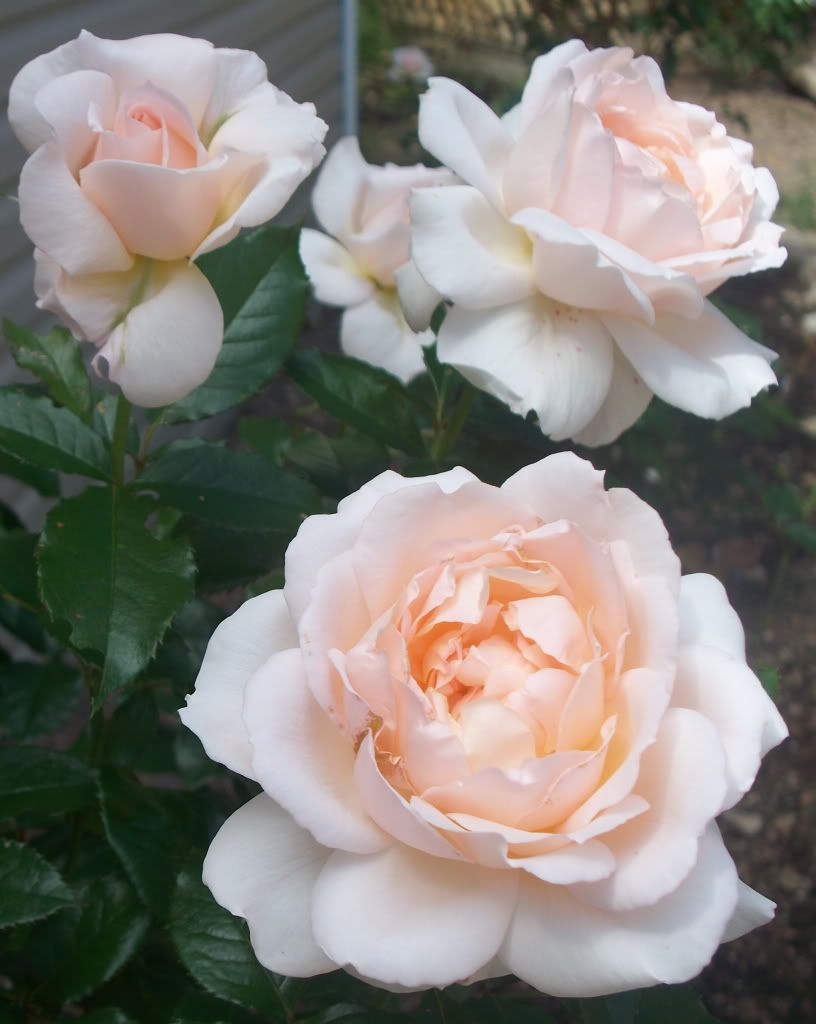 Margaret Merril