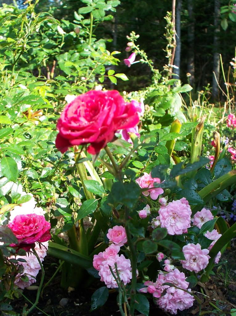 amore gardens. #39;Amore Kordana#39; miniature rose