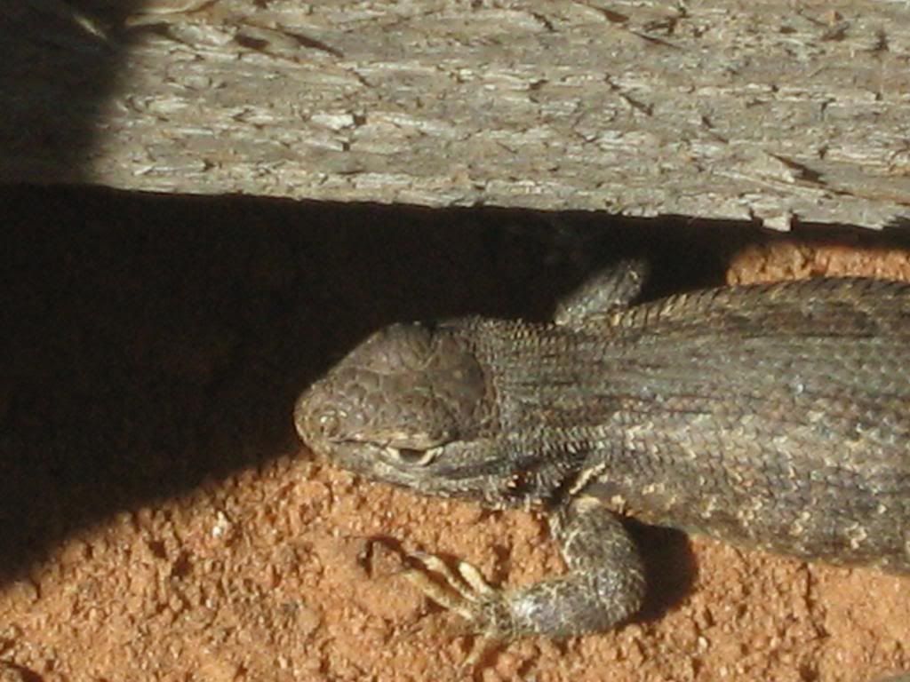 NavajoMissionstrip2009008.jpg the lizards were cool. image by gfl_navajo2009