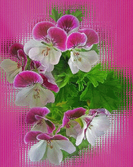 gif flores Pictures, Images and Photos