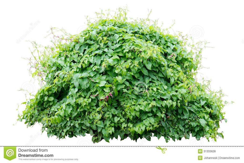 bush-green-white-background-31333628.jpg