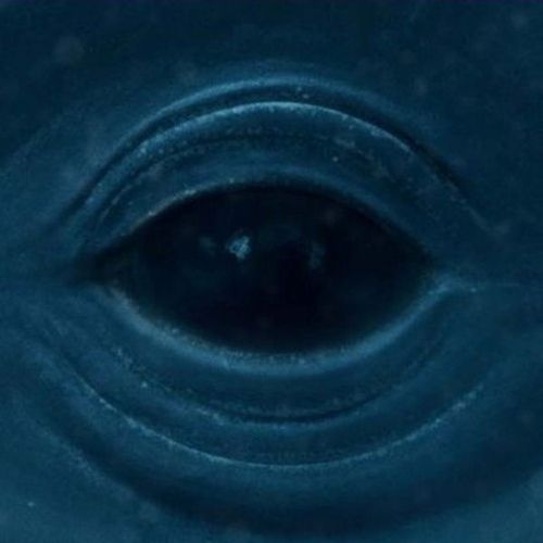 ... frank ocean rap. but here’s “blue whale,” a gem he dropped on