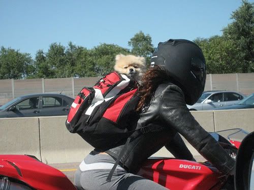 DucatiDog3237567062_c8e9c876c3.jpg