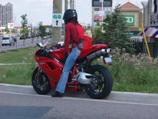 DucatiDogp7250001o.jpg