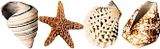 ShellsandStarfish.jpg Starfish and seashells image by OdysseySeaGlass