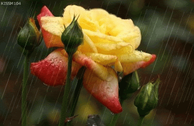 flower in rain photo: Rain-Flower Rain15tik.gif