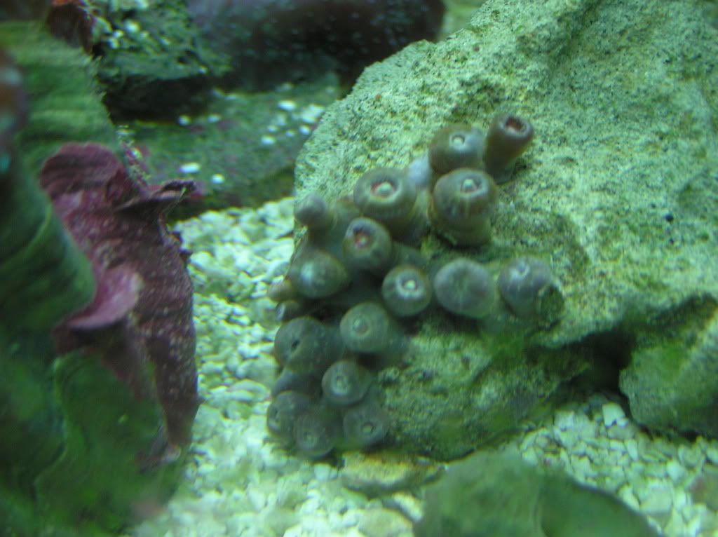 20030101 01 10 - why are my zoas red?