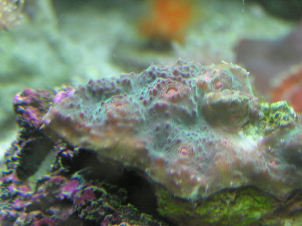 20030101 02 7 - my new corals!