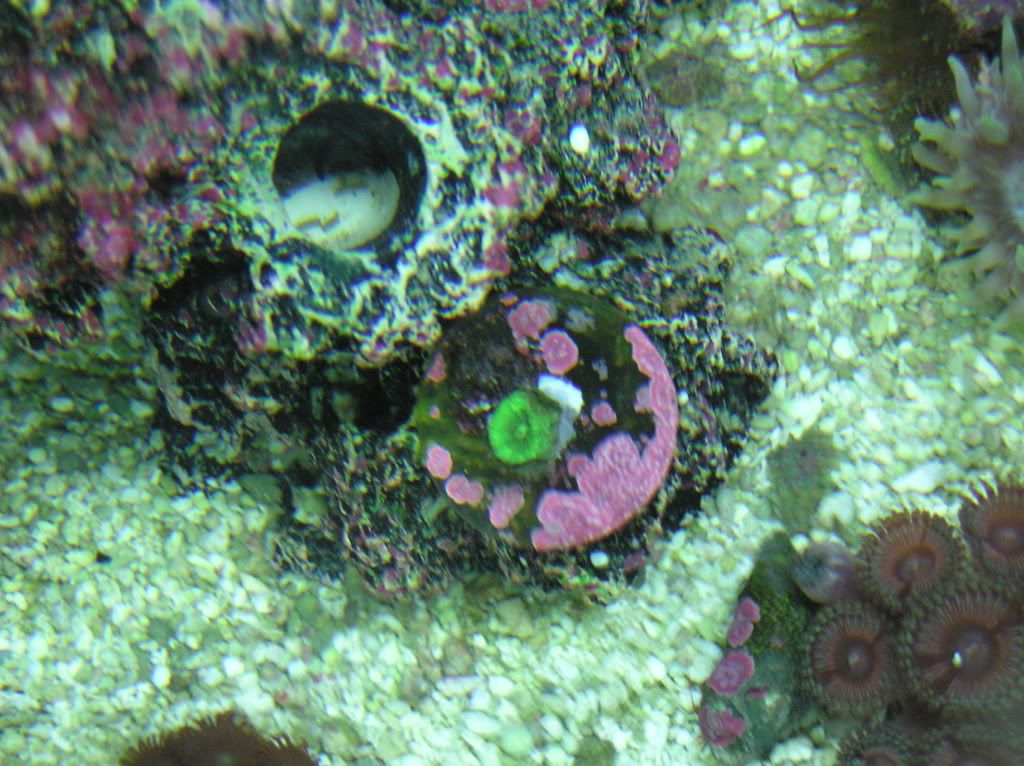 20030101 02 02 1 - my new corals!