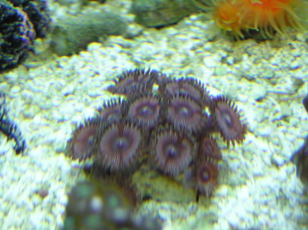 20030101 05 2 - WTT: zoas and lps
