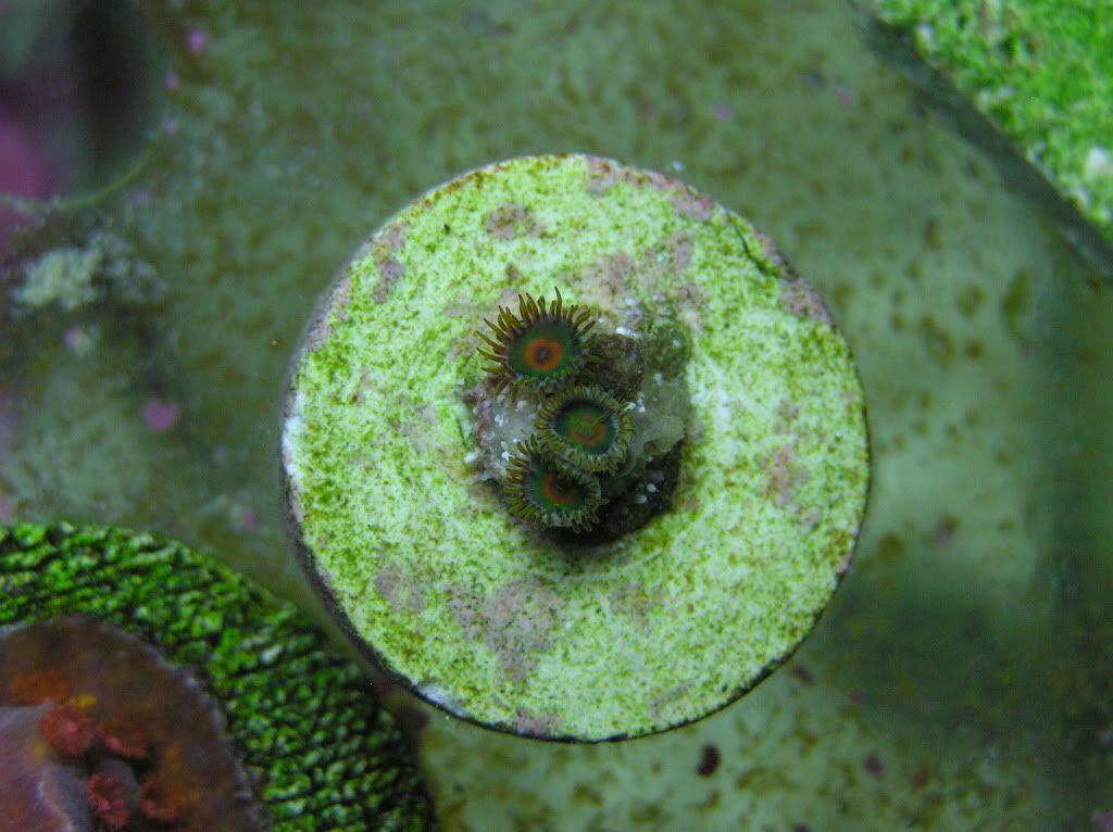 20030101 05 5 - Zoa/Paly eye candy thread