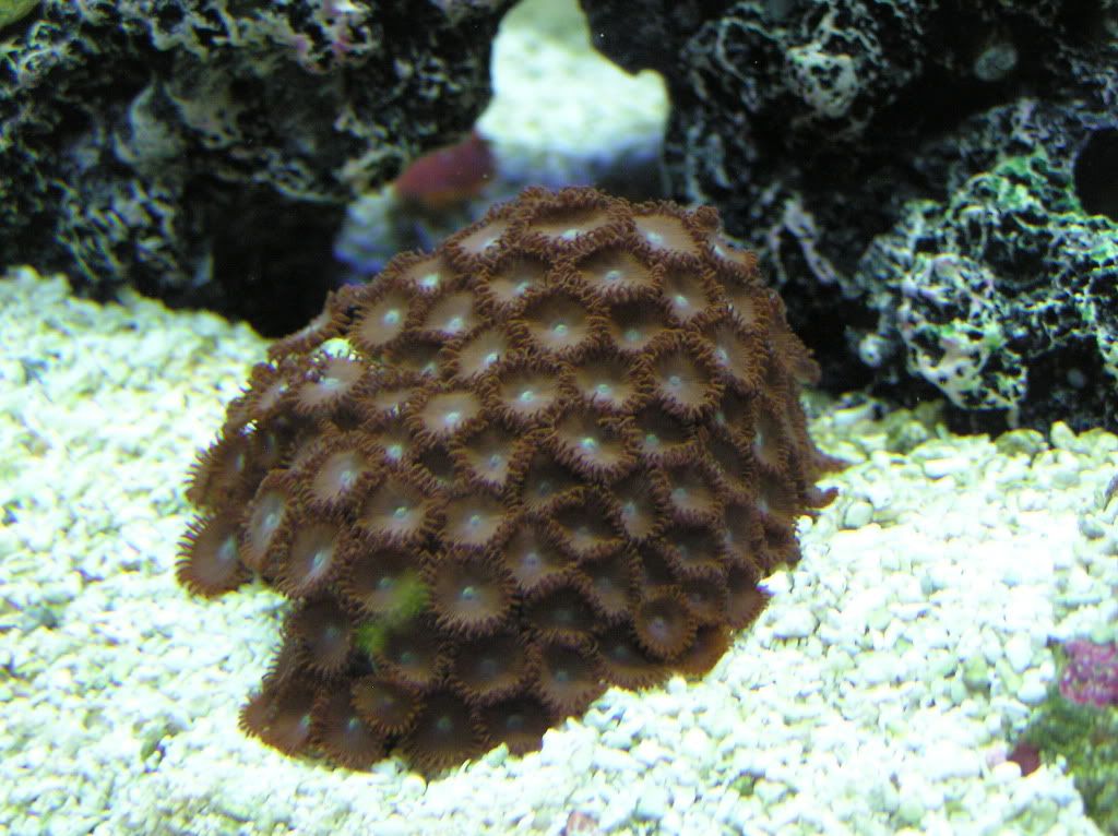 20030101 09 2 - WTT: zoas and lps