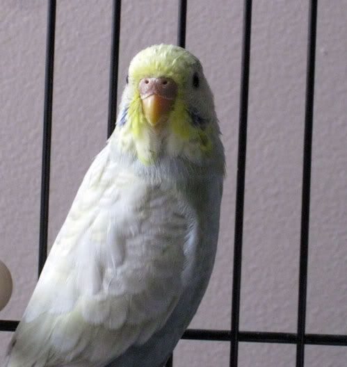 Budgie1.jpg