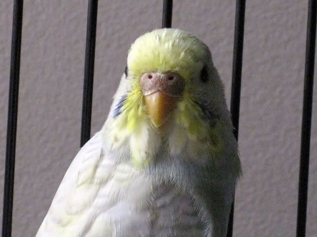 Budgie2.jpg