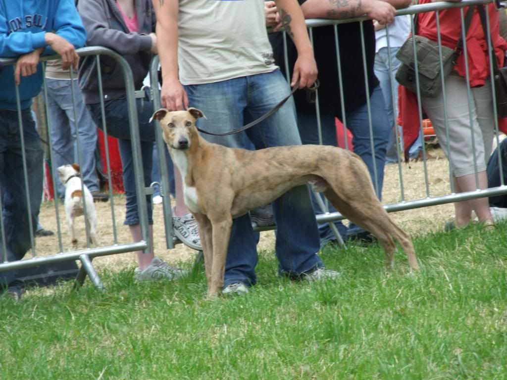 2008_0722dogsshowwelsh01022.jpg