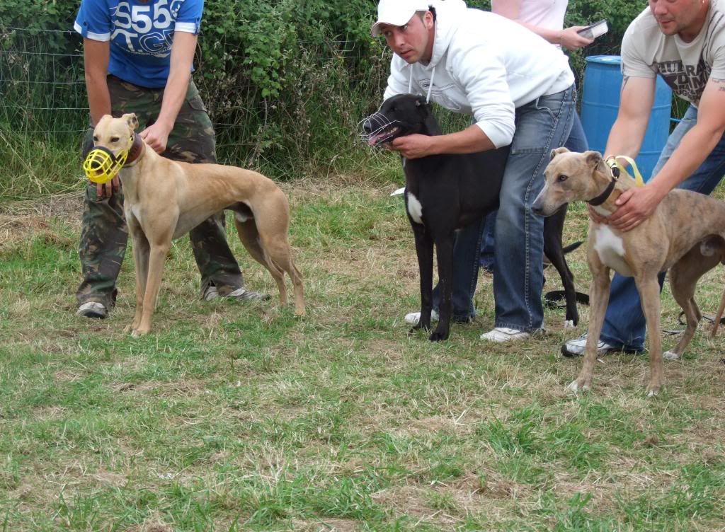 2008_0722dogsshowwelsh0171.jpg