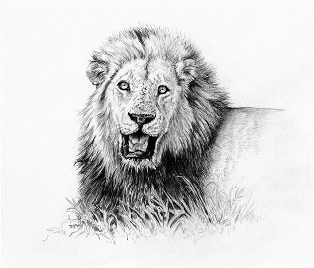 LION_pencil.jpg