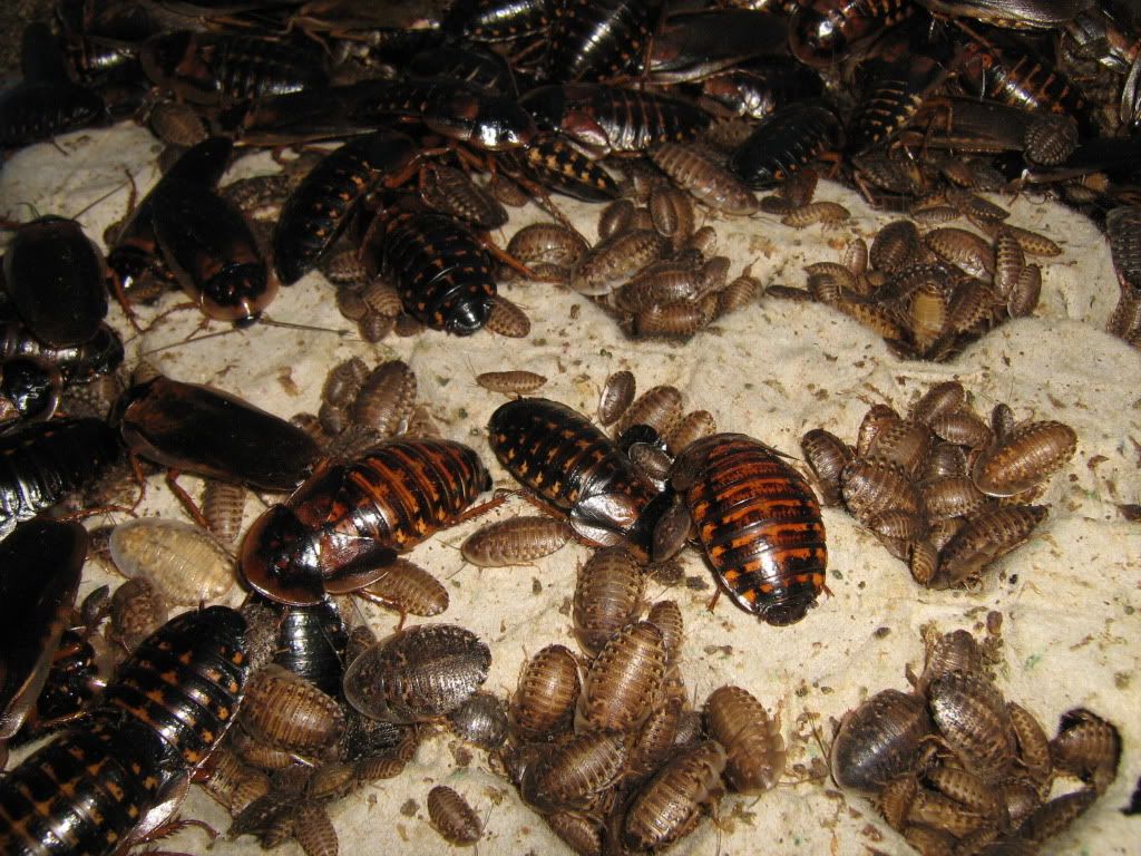 Here is a picture of a female dubia laying an egg sack • Bearded Dragon