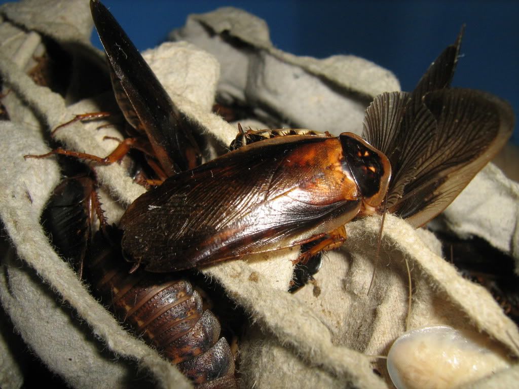 Here is a picture of a female dubia laying an egg sack • Bearded Dragon