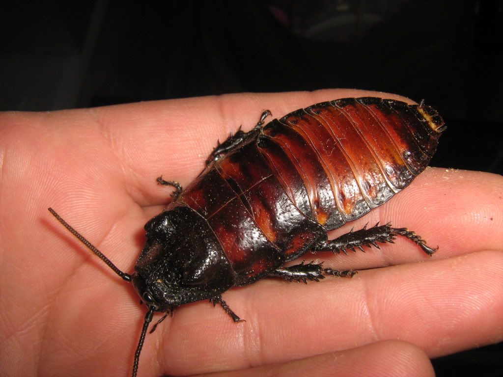 Here is a picture of a female dubia laying an egg sack • Bearded Dragon
