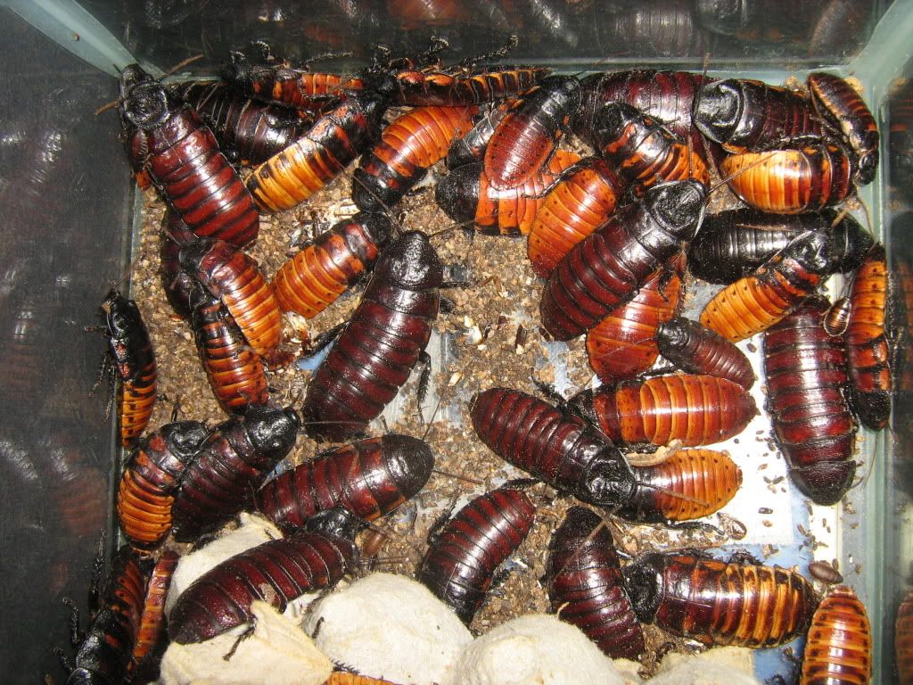 Here is a picture of a female dubia laying an egg sack • Bearded Dragon