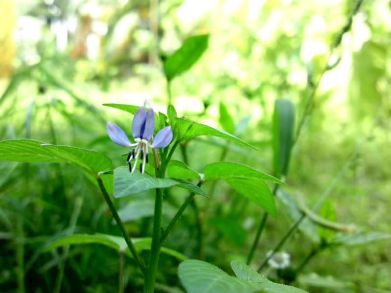 topic về những hình ảnh chụp bằng điện thoại di động - 11