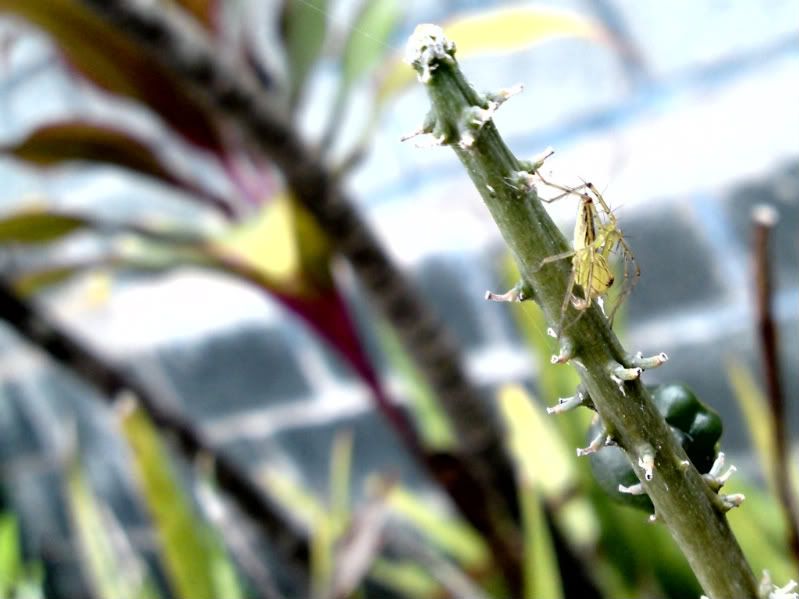 topic về những hình ảnh chụp bằng điện thoại di động - 16