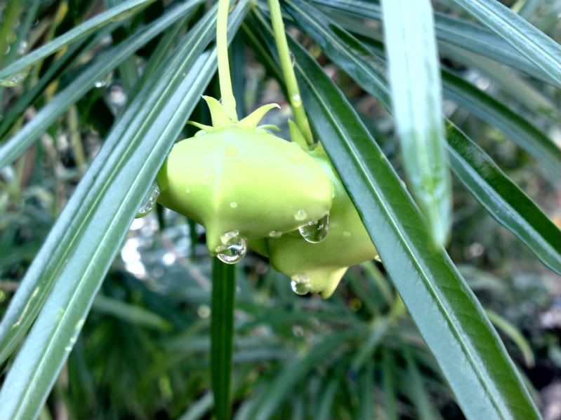 topic về những hình ảnh chụp bằng điện thoại di động - 5