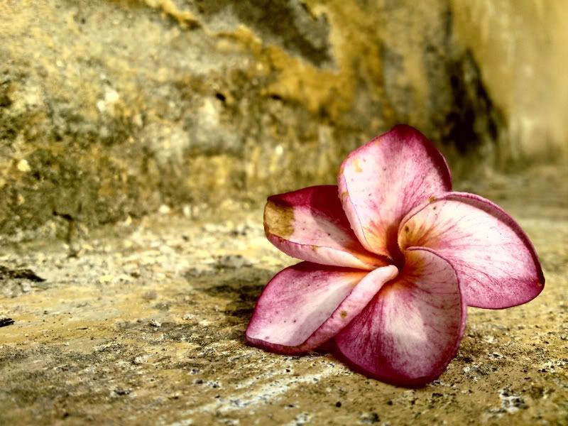 mua SE C905 nên hay không ! - 13