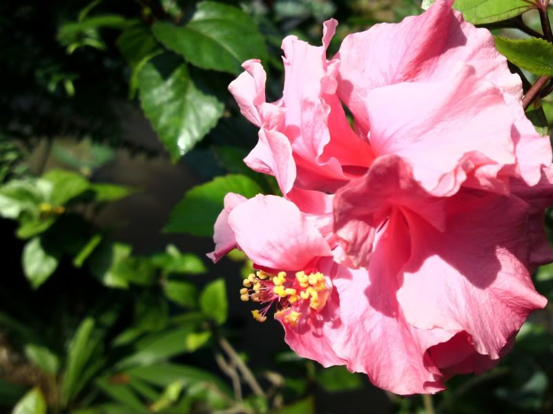 topic về những hình ảnh chụp bằng điện thoại di động - 4