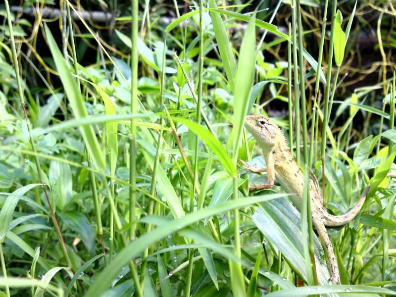 mua SE C905 nên hay không ! - 15