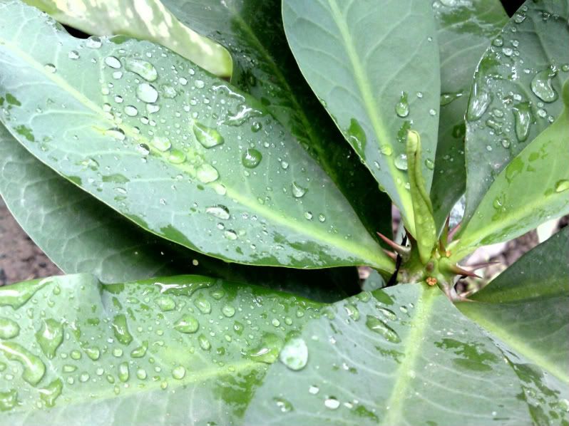 topic về những hình ảnh chụp bằng điện thoại di động - 1