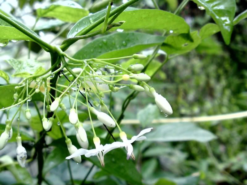 topic về những hình ảnh chụp bằng điện thoại di động - 3