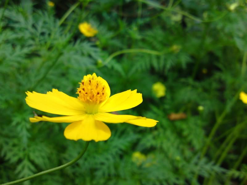 mua SE C905 nên hay không ! - 9