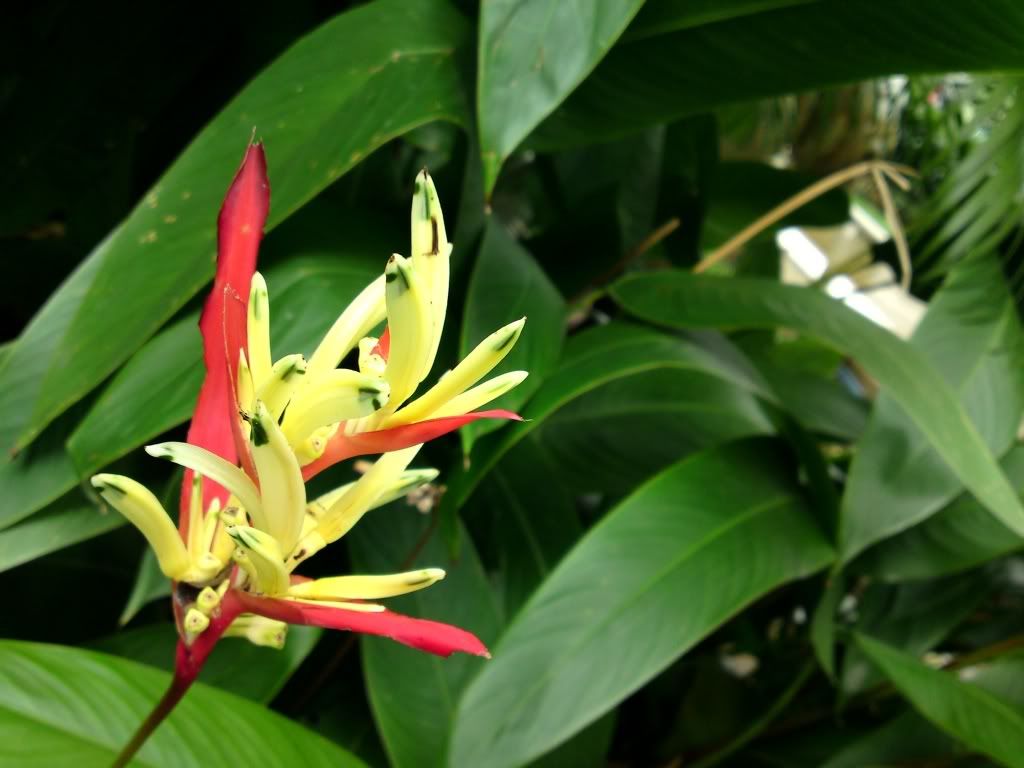 topic về những hình ảnh chụp bằng điện thoại di động - 4