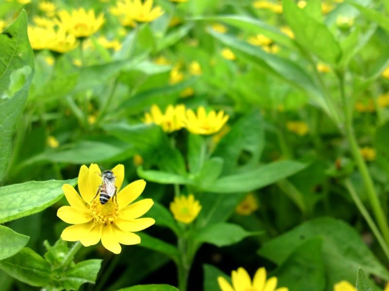 mua SE C905 nên hay không ! - 11