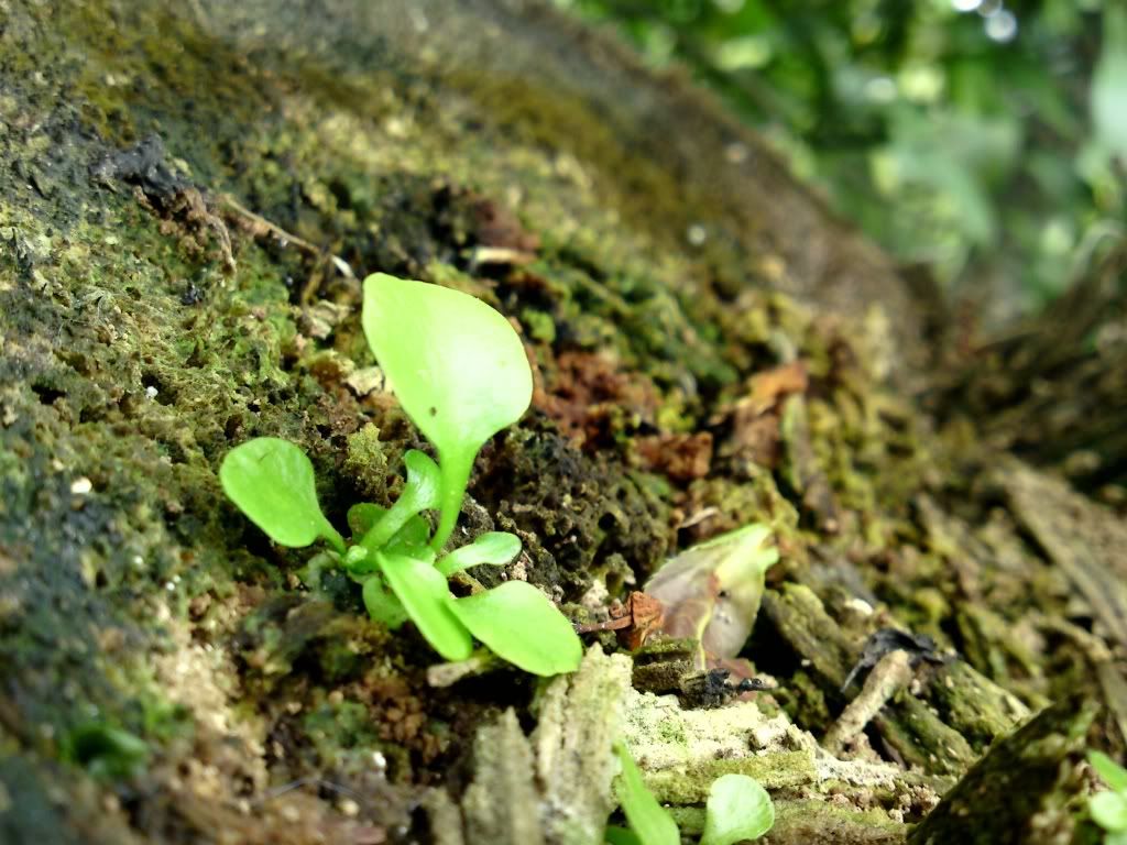 mua SE C905 nên hay không ! - 2