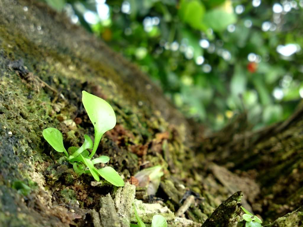 topic về những hình ảnh chụp bằng điện thoại di động - 2