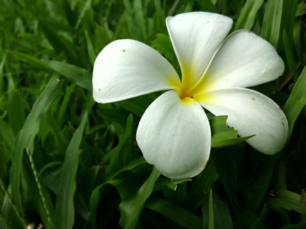 topic về những hình ảnh chụp bằng điện thoại di động - 15