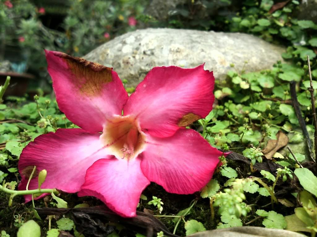 topic về những hình ảnh chụp bằng điện thoại di động - 17