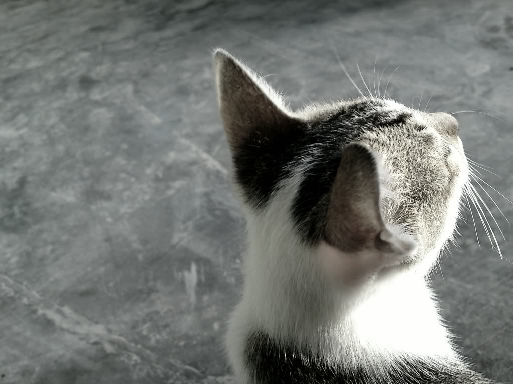 topic về những hình ảnh chụp bằng điện thoại di động - 15