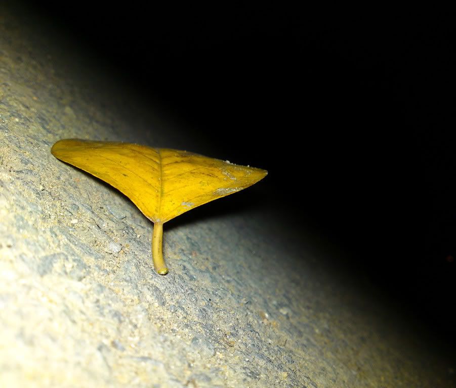 topic về những hình ảnh chụp bằng điện thoại di động - 1