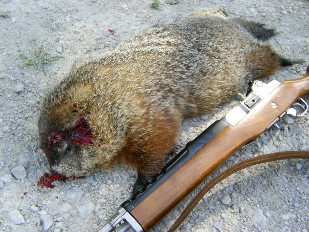 groundhog hunter