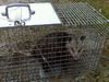 Opossum11-8.jpg