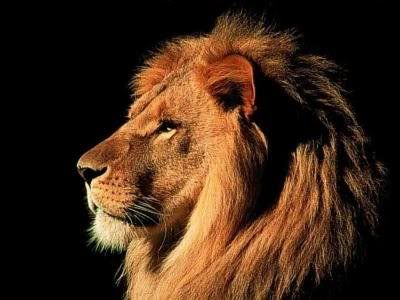 lion Pictures, Images and Photos